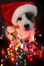 Cute Christmas Picture Animal I Should Do This With My Puppy Christmas Puppy Christmas Dog Pet Holiday