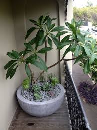 Small Balcony With A Big Dramatic Plant Frangipani In Balcony Planter Add Succulents For Extra Greenery Balcony Plants Plants Apartment Balcony Garden