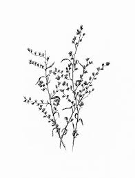 Digital Hand Drawn Wildflower Ink Illustration Dry Weeds Black Ink Botanical Illustration Png Downloadable Illustration Flower Drawing Flower Drawing How To Draw Hands Botanical Illustration
