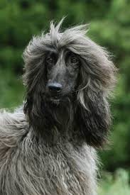 Afghan Hound Dog Breed Information American Kennel Club Afghan Hound Dog Breeds Hound Dog Breeds