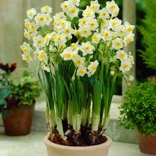 Buy Narcissi Avalanche J Parker Dutch Bulbs