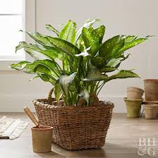 Are You Providing Your Houseplants With Enough Fertilizer To Grow And Grow Well Keep Reading To Learn How To Up Your Ind Plants Indoor Plant Care Houseplants