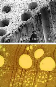 25 4b Vascular Tissue Xylem And Phloem Biology Libretexts