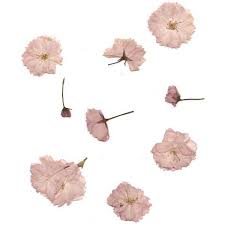 Tumblr Found On Polyvore Flower Aesthetic Pressed Flowers Flowers