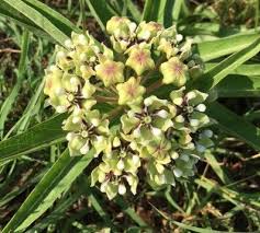 Antelope Horn Milkweed Asclepias Asperula Monarch Butterfly Host Plant Milkweed Plant Asclepias Milkweed