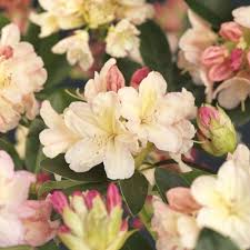 Rhododendron Yakushimanum Percy Wiseman Hoyde 35 Cm Rosa Plantasjen 499 Rosa Blomster Blomster Blomstring