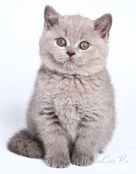 Litter G British Shorthair Kittens Lilac Girl Gloria Victoria British Shorthair Cats British Shorthair Kittens Pedigree Cats