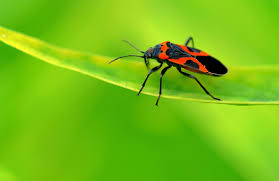 What Are Milkweed Bugs Is Milkweed Bug Control Necessary Milkweed Bug Control Garden Pests