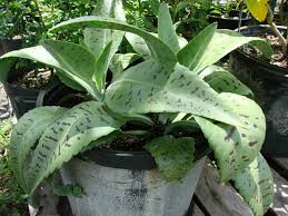 Kalanchoe Gastonis Bonnieri Donkey Ears Plants Backyard Plants