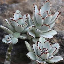 Kalanchoe Tomentosa Plants Planting Succulents Succulents