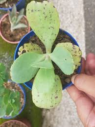 Types Of Kalanchoe In 2020 Christmas Tree Plant Flowering Succulents Kalanchoe Blossfeldiana