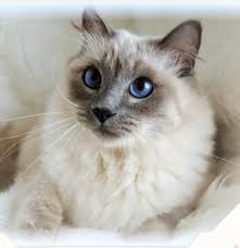 The Balinese Is Another Longhair Cat With Graceful And Muscular Look It Has Silky Long Hair And Coat It Also Has Plumed T Cat Breeds Beautiful Cats Cute Cats