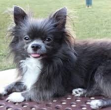 Blue And White Long Haired Chihuahua Named Rockstar Blue Chihuahua Chihuahua Dogs Cute Chihuahua