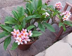 Pin By Shell On Flowers Gardening Plumeria Tree Outdoor Flowers Potted Trees