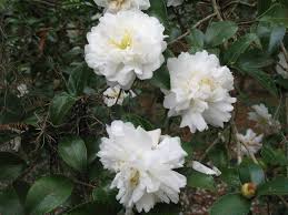 Camellia Sasanqua Snow On The Mountain Camellia Sasanqua Snow On The Mountain Small Shrub Snow Mountain Camellia White Camellia