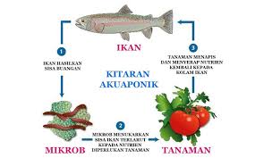 Apa Itu Sistem Tanaman Akuaponik Malaysia Agro Akuaponik Backyard Aquaponics Aquaponic Gardening Aquaponics