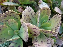 Kalanchoe Marmorata Penwiper Plant An Erect Or Decumbent Succulent Perennial Growing To 16 Inches 40 Cm Tall And Wide T Plants Suculent Plants Succulents