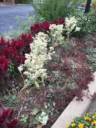 Make Your Flower Beds Pop With Celosia And Sedum Plants Sedum Flower Beds