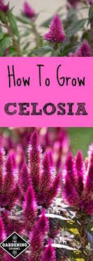 Look For Celosia Cockscomb Flowers In Nurseries In Late Spring Plant Celosia In The Flower Garden A Flower Landscape Beautiful Flowers Garden Celosia Flower