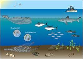 Marine Environments Ecosystem Games Activities Free Printables Worksheets From The Noaa For Education And Marine Ecosystem Ecosystems Aquatic Ecosystem