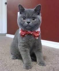 Www Silverbrookcattery Com British Shorthair Kittens Kittens For Sale Cats For Sale Cat Kitten Kitten Adoption British Shorthair Cats British Shorthair
