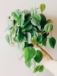 Philodendron Hederaceum Var Oxycardium Heart Leaf Philodendron In 2020 Heart Leaf Philodendron Philodendron Plant Leaves