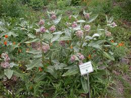 Botanic Name Asclepias Speciosa Common Name Showy Milkweed Size 2 H X Spreadsw Sun Sun Part Shade H20 Occ H2 California Native Garden Asclepias Plants