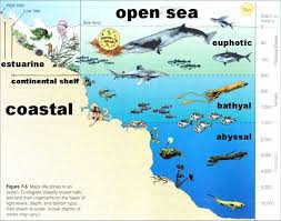 Ocean Zones Http Library Thinkquest Org 04oct 01590 Intro Ocean Jpg Ocean Zones Ocean Science Oceanography