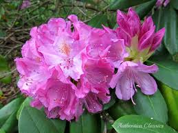 Wild Mountain Rhododendron North Georgia Appalachian Mountains Flowers Georgia Mountains Rhododendron