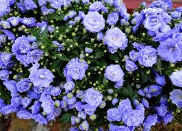 Campanula Haylodgensis Beautiful Flowers Pictures Flower Pictures Beautiful Flowers