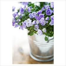 Campanula Bali Double Campanula Container Gardening Plant Photography Plants