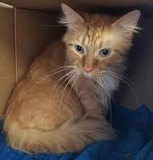 Pin On Adoptable Cats And Kittens