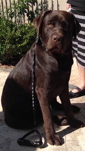8 Month Old Chocolate Labrador Labrador Puppy Labrador Retriever Dog English Labrador