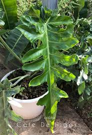 Philodendron Bob Cee Pflanzen Tropische Garten Philodendron