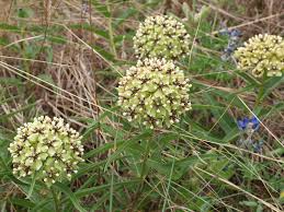 Asclepias Asperula Antelope Horn Milkweed Variegated Plants Foliage Plants Asclepias