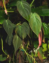 Philodendron Hederaceum Also Known As Philodendron Scandens Philodendron Micans Philodendron Oxycardium Philodendron Mid Plants Philodendron Foliage Plants