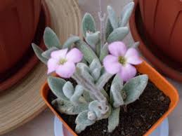 Kalanchoe Eriophylla Snow White Panda Plant World Of Succulents Succulents Plants Planting Succulents