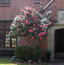 Pin On A Floral Kind Of Love