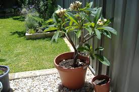 White Frangipani Potted Plant Fragrant Garden Plants Outdoor Garden