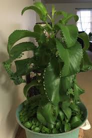 Awesome Mother Of Thousands Plant Mother Of Thousands Plant Plants Planting Herbs