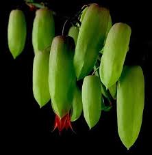Magic Bells Kalanchoe Plant Plants Plant Magic Plant Leaves