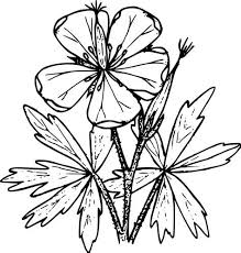 Free Drawing Patterns To Trace Wildflower Drawing Flower Png Images Flowers