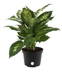 Costa Farms Premium Live Indoor Exotica Dumb Cane Dieffenbachia Tabletop Plant Grower Pot Shipped Fresh From Our Farm Plants Plant Care House Plant Care