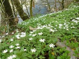 Gambar Kayu Bunga Bunga Tanaman Berbunga Menanam Groundcover Bunga Liar Windflower Daun Anemon White Wood Aster Stitchwort Blue Woodland Phlox Ramsons Hutan Tanaman Abadi Clematis 3072x2304 Caff55 1583753 Galeri Foto Pxhere