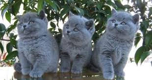 Pin By Jean On Cuteness Cats Cute Cats Kittens Cutest