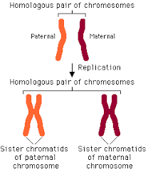 Genetics Unit Test Q3 Flashcards Quizlet