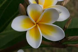 Frangipani By Wilderbeest On Deviantart Hawaiin Flowers Frangipani Flower Scent