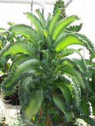 Mother Of Thousands Mother Of Thousands Plant Planting Succulents Plants