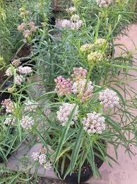 Asclepias Fascicularis Narrowleaf Milkweed Supports The Western Monarch In 2020 Habitat Garden Native Garden Milkweed