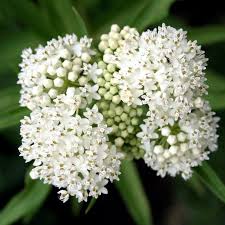 Ice Ballet White Butterfly Milkweed Asclepias Incarnata Milkweed Plant Milkweed Seeds Milkweed